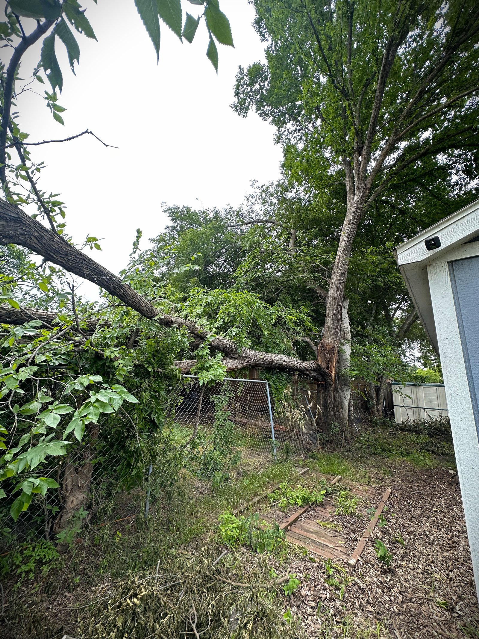 A tree split in half by a storm leaning on a fence