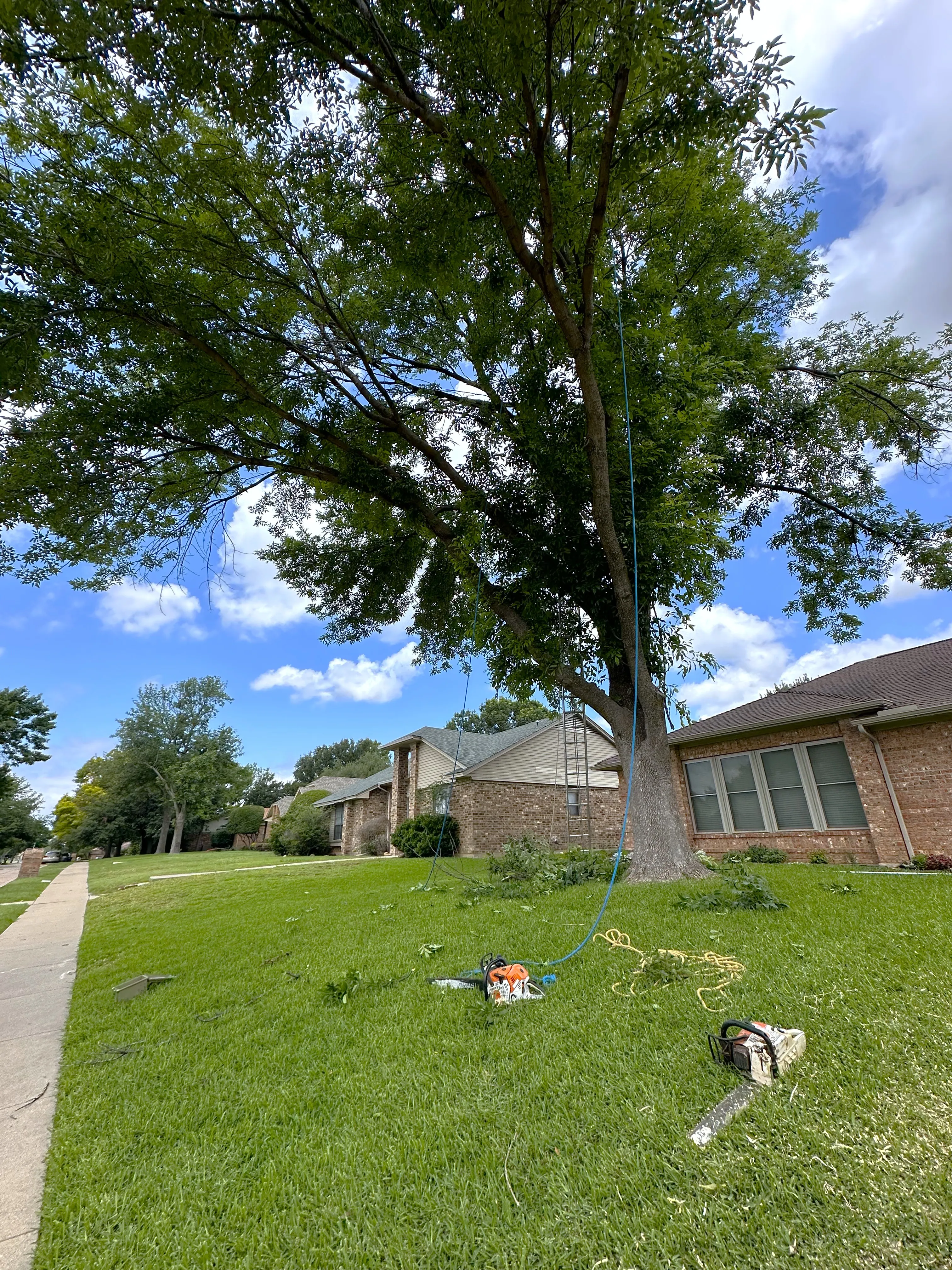 Tree before trimming and crown reduction in Dallas, TX