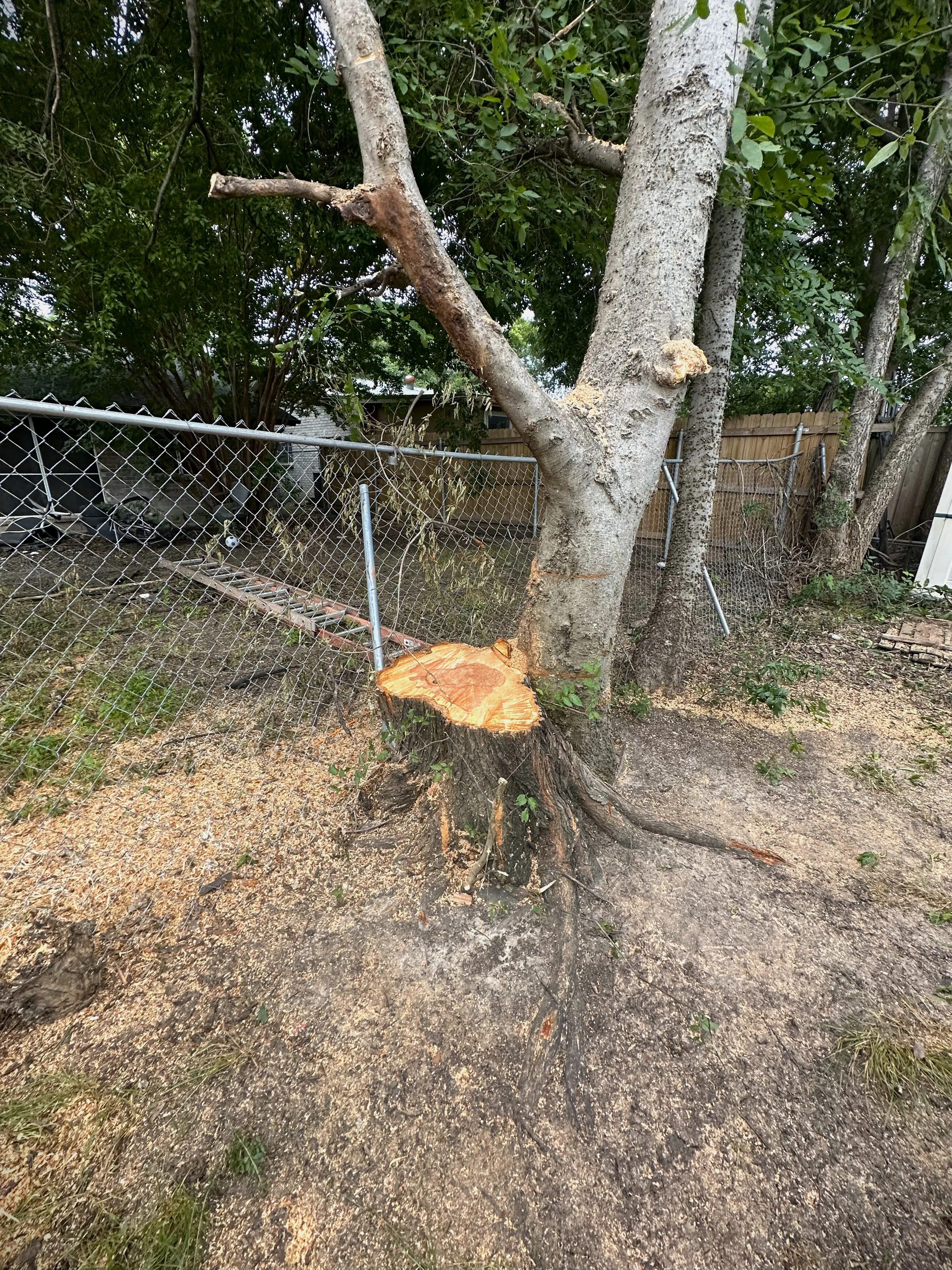 A tree split in half by a storm leaning on a fence in Arlington, TX